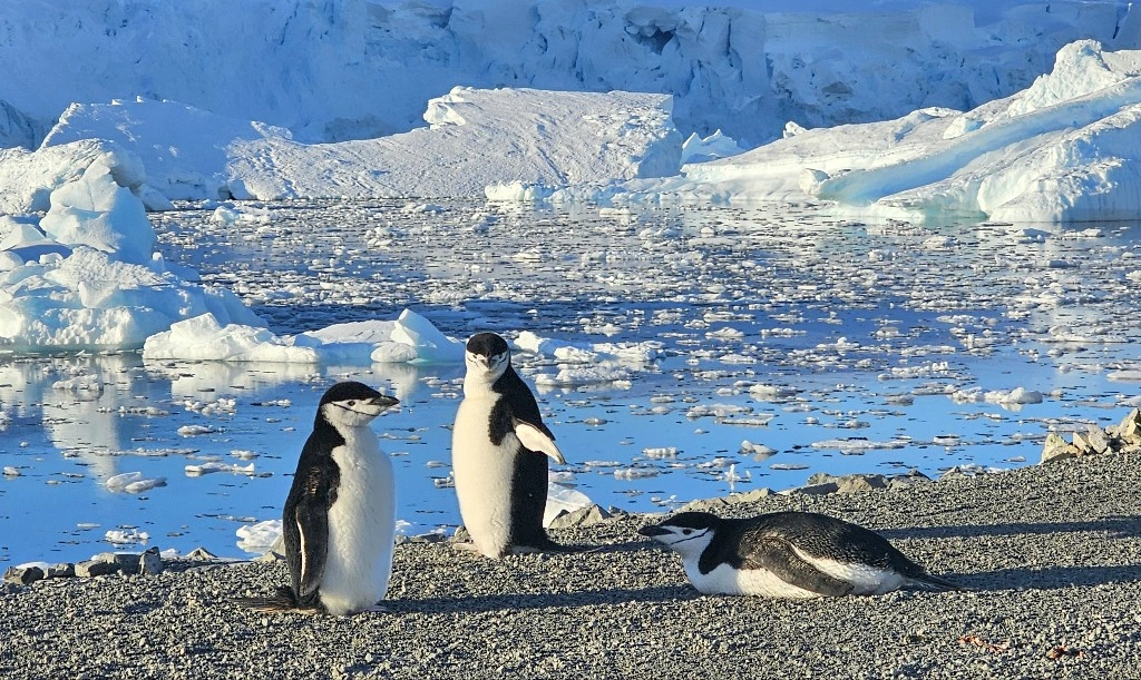 penguins in the Antarctic